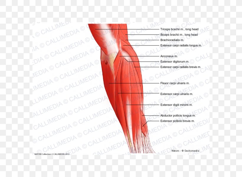 The Muscular System Elbow Posterior Compartment Of The Forearm Muscle, PNG, 600x600px, Watercolor, Cartoon, Flower, Frame, Heart Download Free