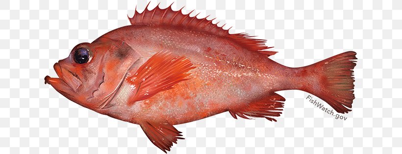 Acadian Redfish Rose Fish New England, PNG, 640x314px, Acadian Redfish, Animal Source Foods, Fauna, Fish, Fish Market Download Free