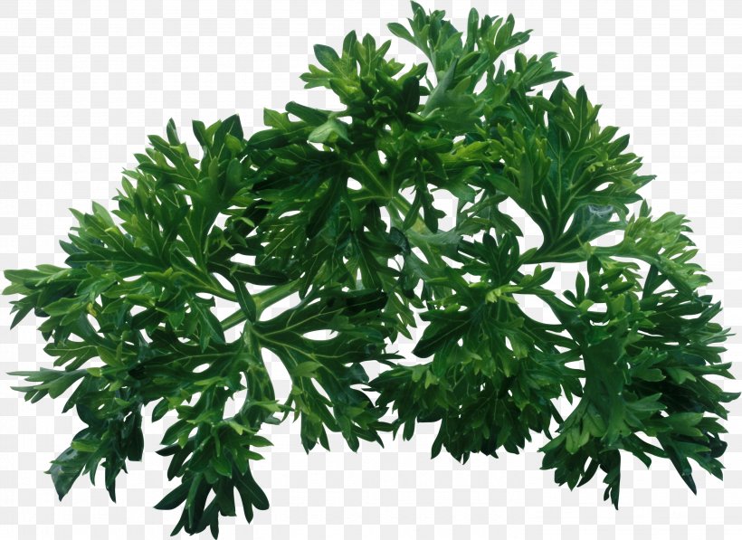 Parsley Herb Leaf Vegetable Dill, PNG, 2886x2103px, Parsley, Branch, Condiment, Coriander, Dill Download Free