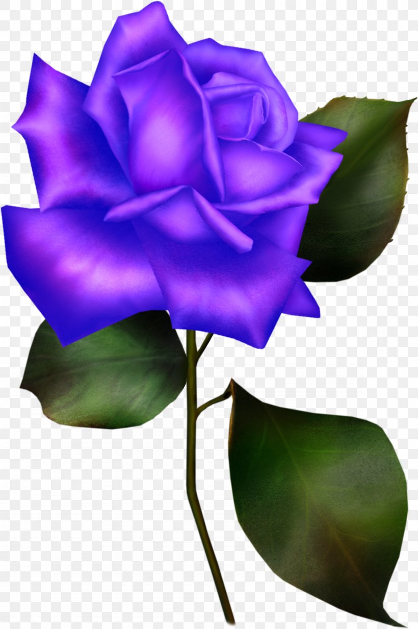 Rosa Gallica Flower Blue Rose Rosaceae, PNG, 1179x1774px, Rosa Gallica, Blue, Blue Rose, Bud, Color Download Free