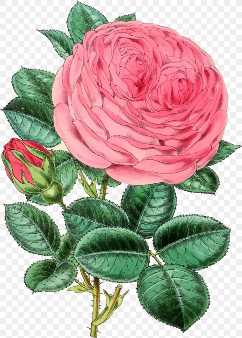 Rose Clip Art, PNG, 1602x2241px, Rose, Cut Flowers, Decoupage, Floribunda, Floristry Download Free