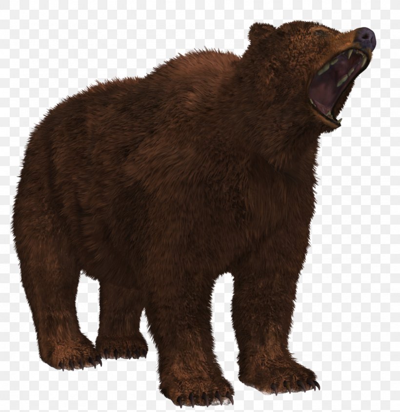 Alaska Peninsula Brown Bear Image File Formats, PNG, 1024x1054px, Bear, Alaska Peninsula Brown Bear, American Black Bear, Brown Bear, Carnivoran Download Free