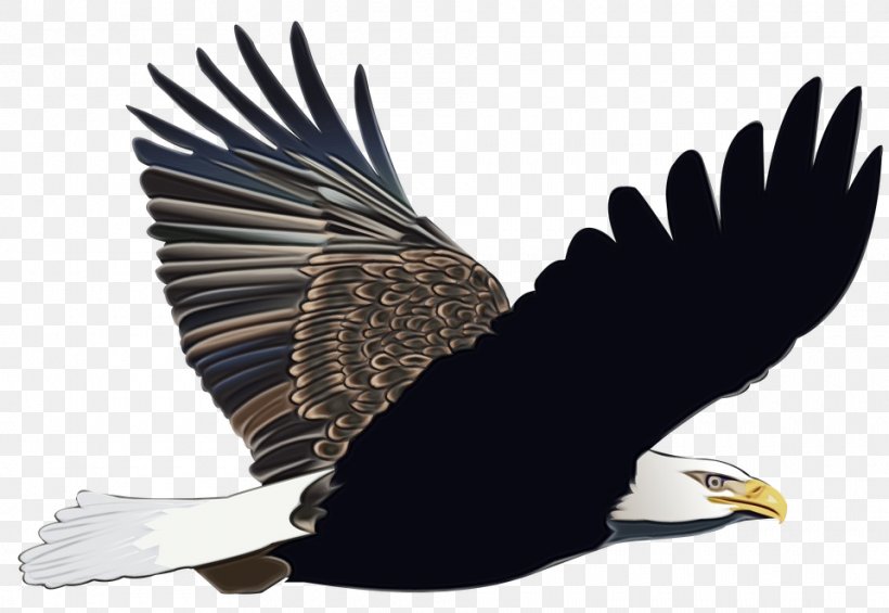 Bird Line Drawing, PNG, 960x662px, Bald Eagle, Accipitridae, Andean Condor, Beak, Bird Download Free