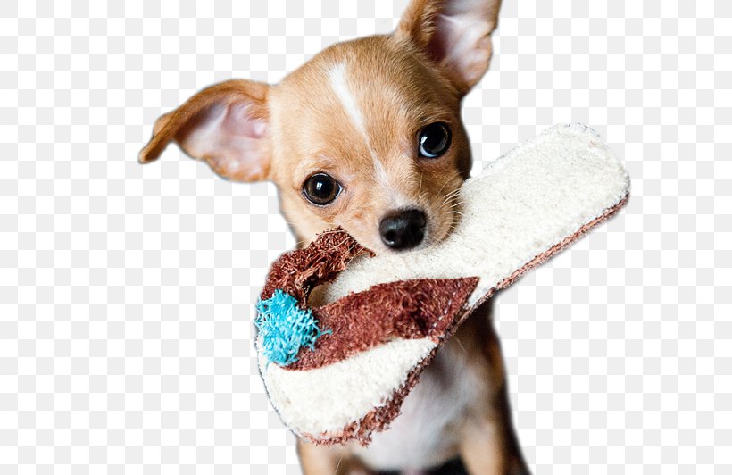 Chihuahua Puppy Miniature Pinscher Beagle Pet, PNG, 800x532px, Chihuahua, Animal, Beagle, Carnivoran, Companion Dog Download Free