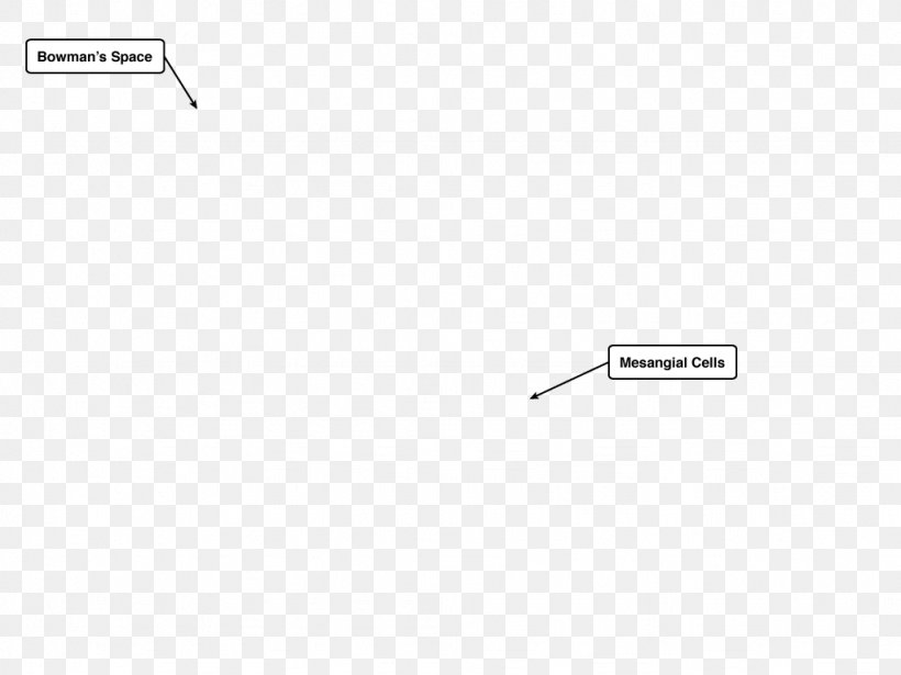 Diabetic Nephropathy Diabetes Mellitus Kidney Disease Insulin Podocyte, PNG, 1024x768px, Diabetic Nephropathy, Area, Brand, Diabetes Mellitus, Diagram Download Free