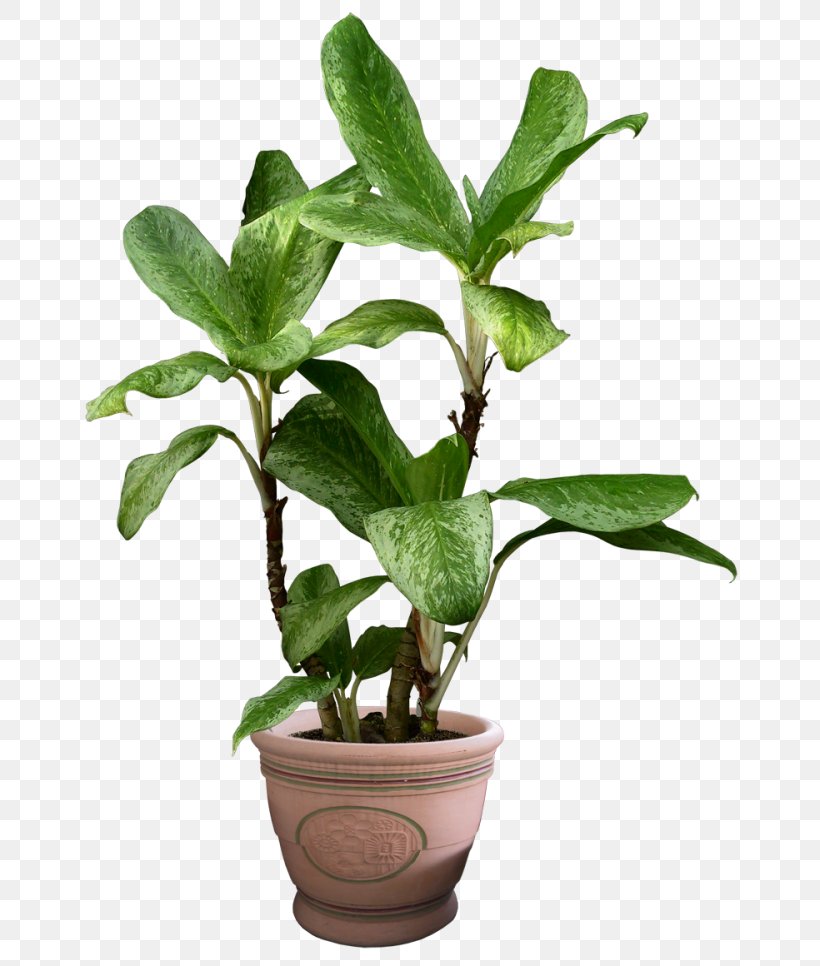 Flowerpot Houseplant Vine Devil's Ivy, PNG, 700x966px, Flowerpot, Areca Palm, Arecaceae, Cactaceae, Flower Download Free
