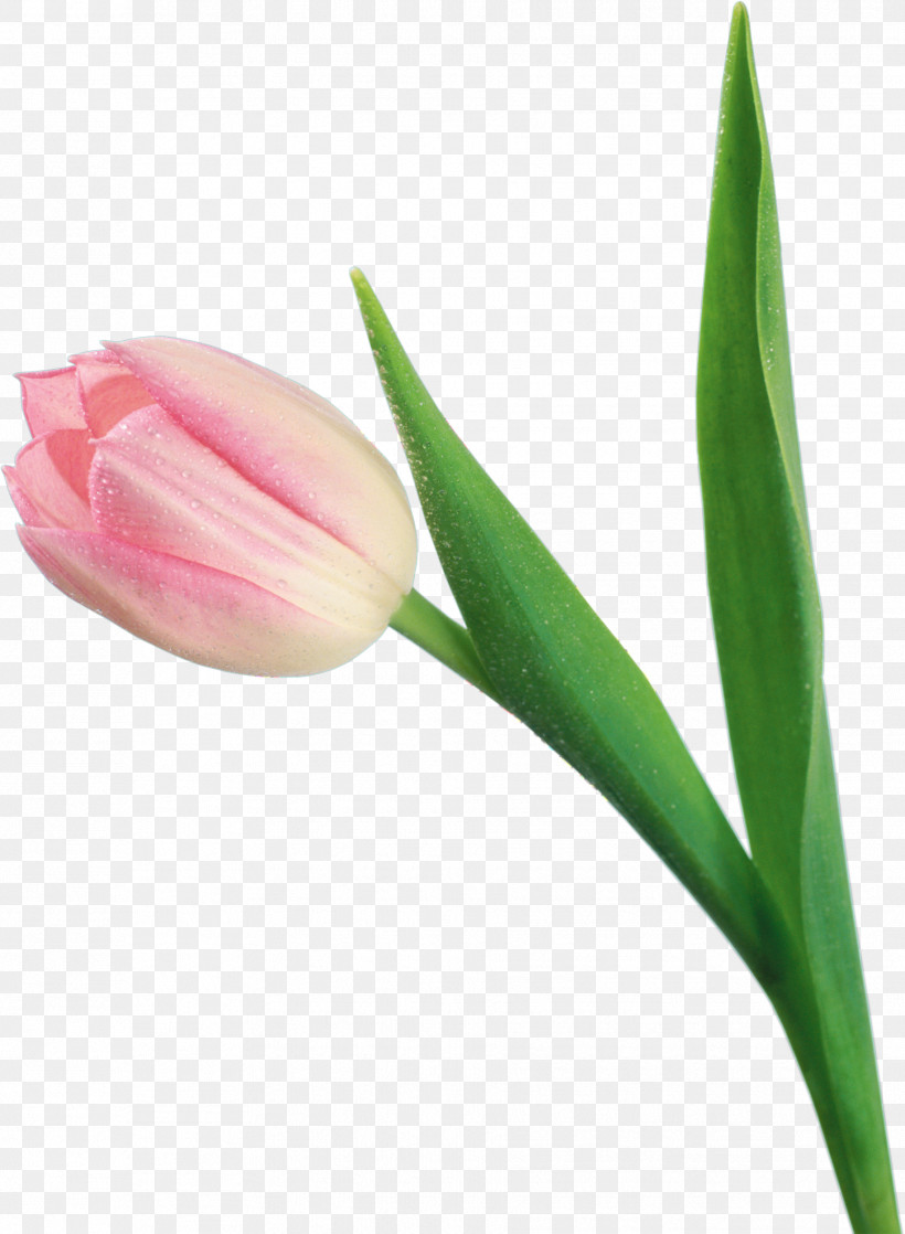 Tulip Flower Plant Bud Pink, PNG, 1832x2500px, Tulip, Bud, Cut Flowers, Flower, Lily Family Download Free