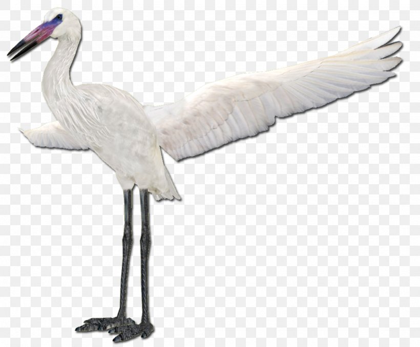 Cygnini Fujian White Crane Stork, PNG, 1024x847px, Cygnini, Beak, Bird, Ciconiiformes, Crane Download Free