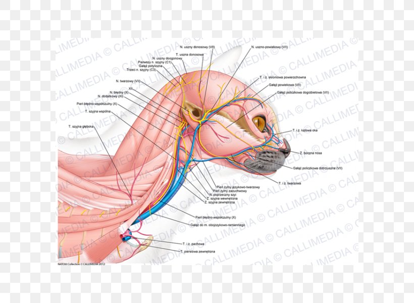 Ear Neck Head Human Anatomy Muscle, PNG, 600x600px, Watercolor, Cartoon, Flower, Frame, Heart Download Free