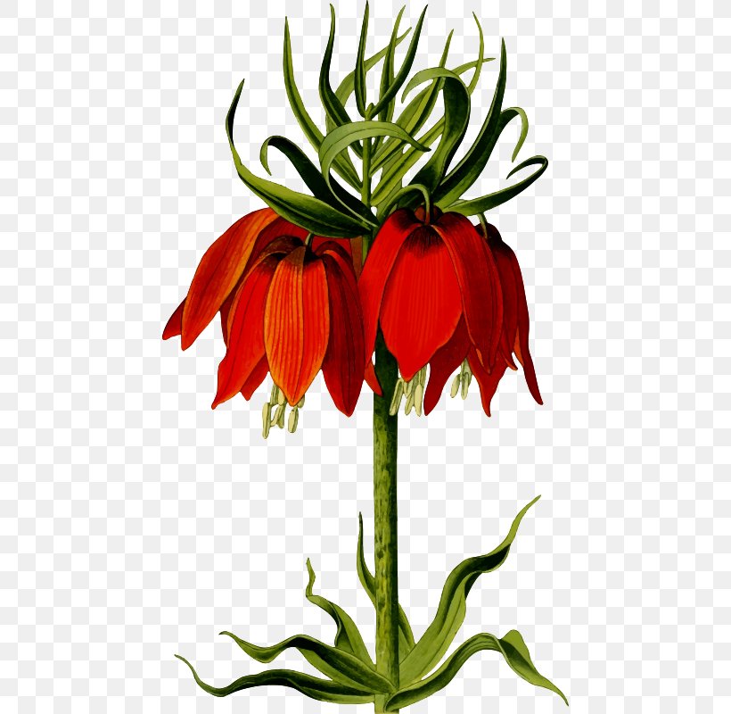 Fritillaria Imperialis Floral Design Flower Clip Art, PNG, 458x800px, Fritillaria Imperialis, Crown Imperial, Cut Flowers, Drawing, Floral Design Download Free