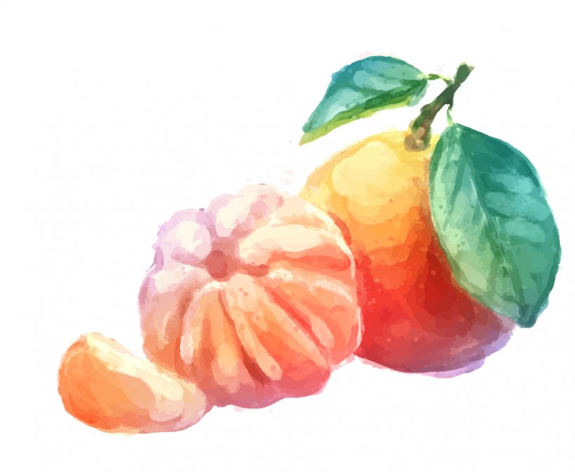 Mandarin Orange Tangerine Juice Fruit, PNG, 1024x841px, Mandarin Orange, Citrus, Clementine, Drawing, Flower Download Free