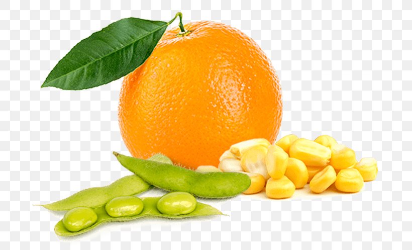 Orange Citrus Fruit Food Lemon, PNG, 700x497px, Orange, Apple, Bitter Orange, Business, Citric Acid Download Free
