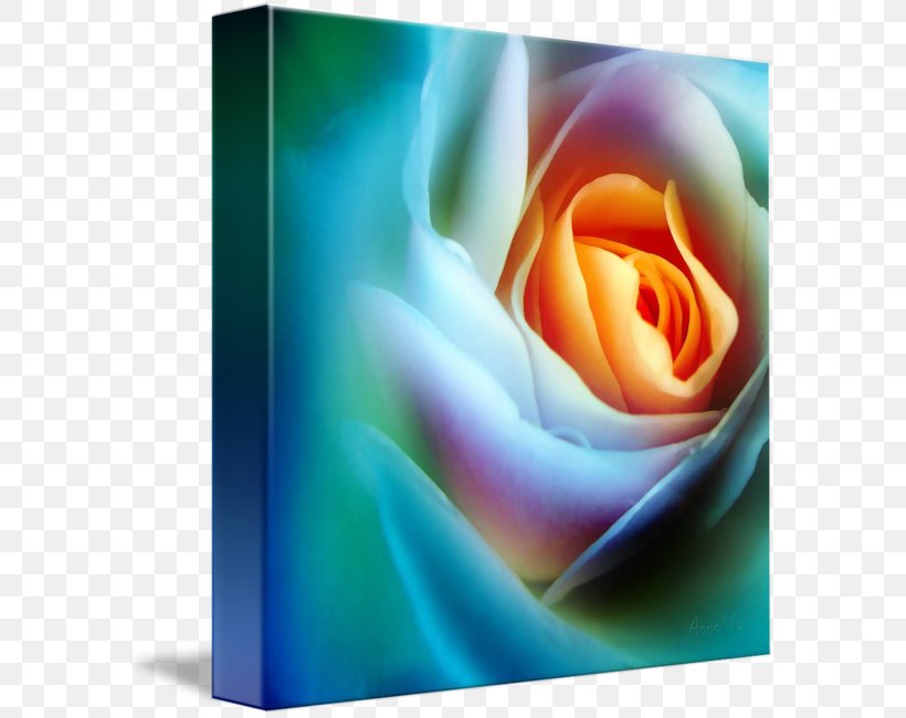 Rainbow Rose Garden Roses Imagekind Rosaceae, PNG, 589x650px, Rose, Art, Canvas, Flower, Flowering Plant Download Free