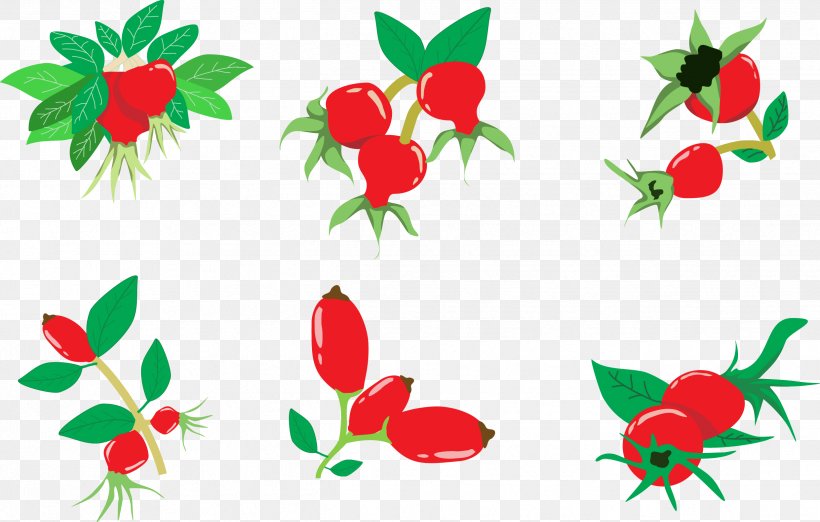 Rose Illustration, PNG, 2481x1581px, Rose, Branch, Designer, Floral Design, Flower Download Free