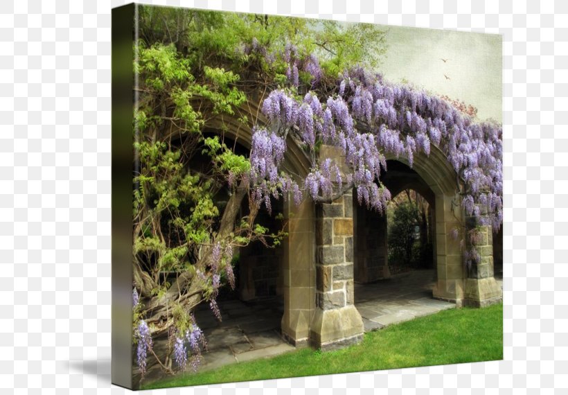 Wisteria Plant Lilac Tree Lavender, PNG, 650x570px, Wisteria, Arch, Flora, Flower, Garden Download Free