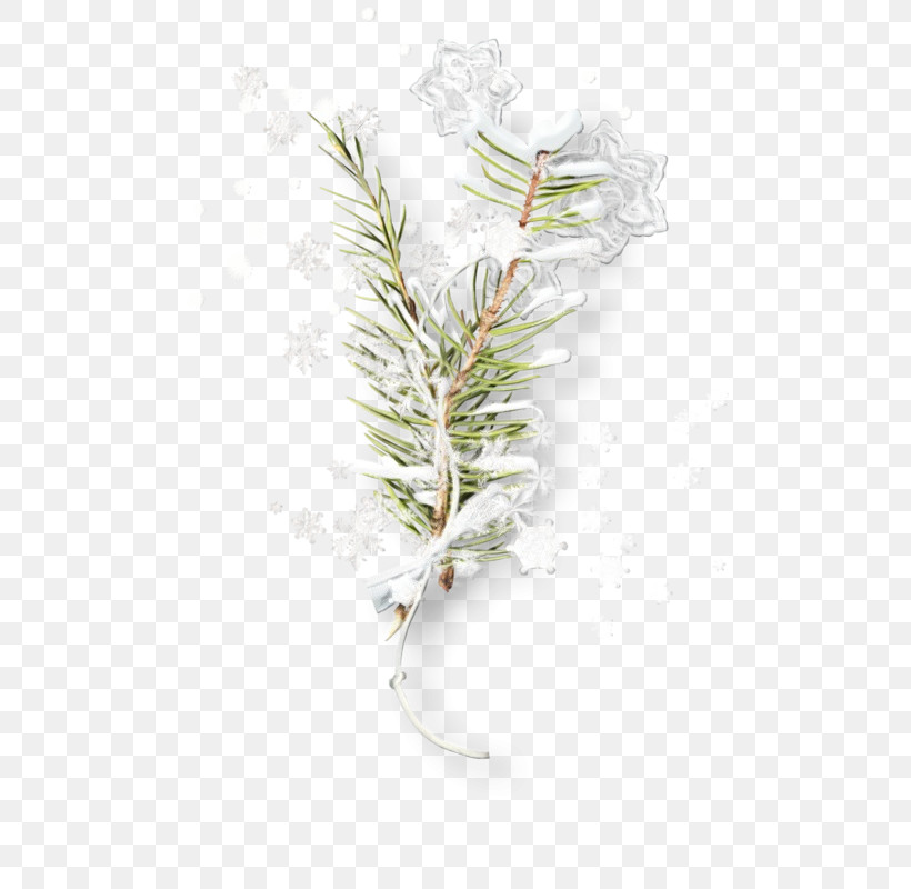 Branch White Pine Twig Plant Leaf, PNG, 547x800px, Watercolor, American Larch, Branch, Flower, Leaf Download Free