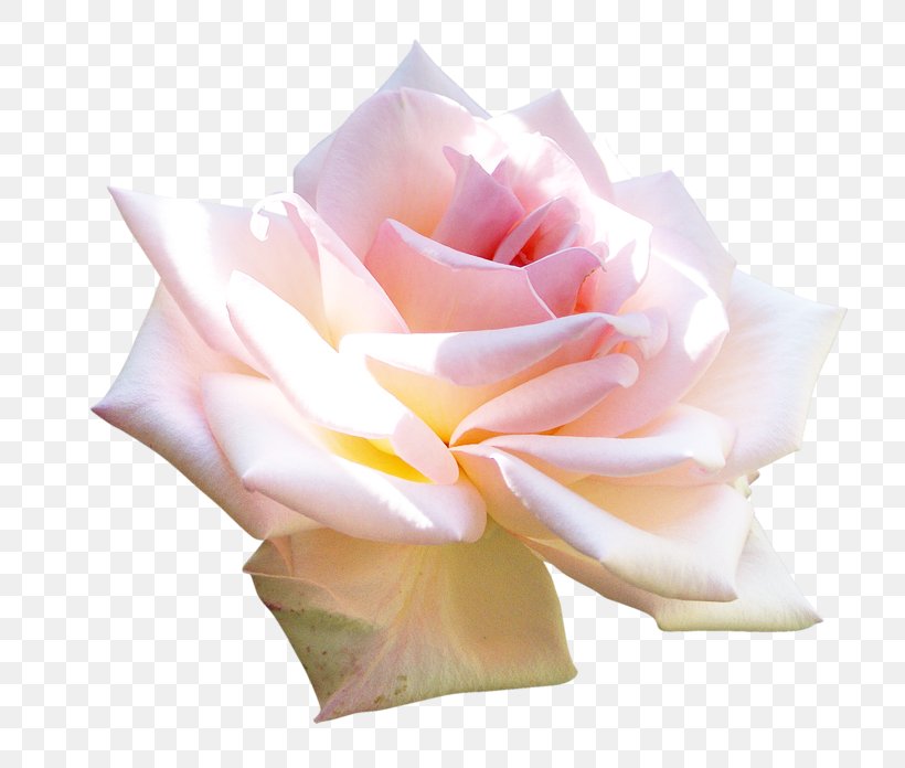 Garden Roses Clip Art, PNG, 800x696px, Rose, Albom, Blog, Cut Flowers, Flower Download Free