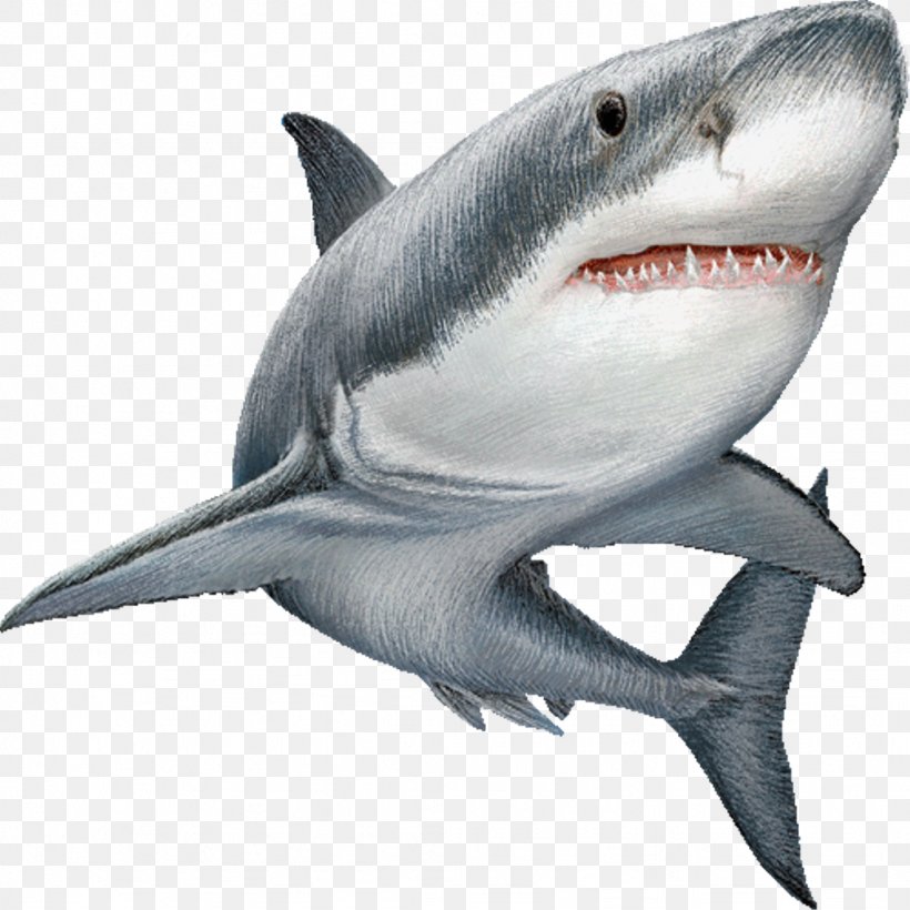 Great White Shark Clip Art Image Illustration, PNG, 1024x1024px, Shark, Animal, Carcharhiniformes, Carcharodon, Cartilaginous Fish Download Free