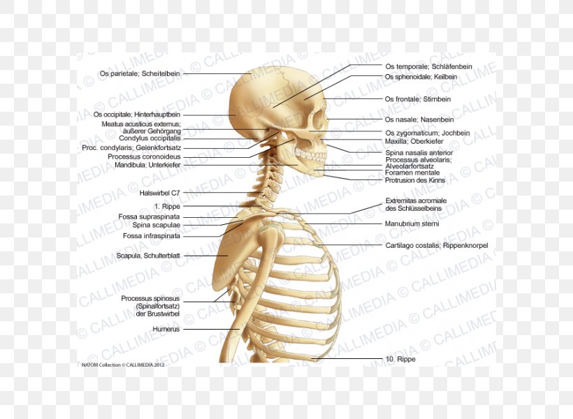 Homo Sapiens Muscle Neck Bone Anatomy, PNG, 600x600px, Watercolor, Cartoon, Flower, Frame, Heart Download Free