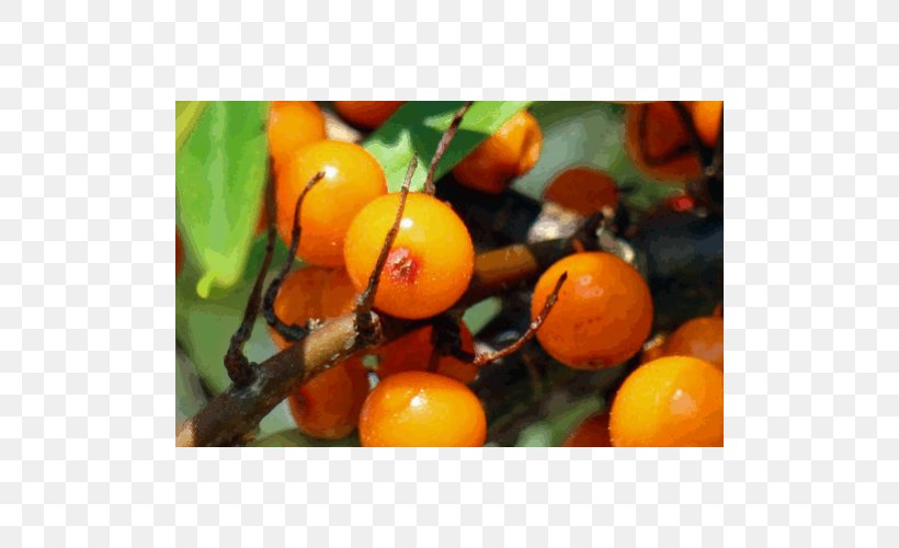 Juice Vegetarian Cuisine Sea Buckthorns Tangerine Varenye, PNG, 500x500px, Juice, Apricot, Bitter Orange, Calamondin, Citrus Download Free