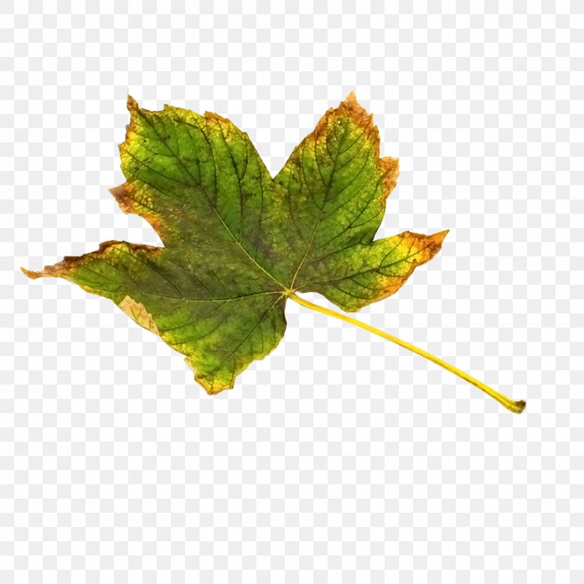 Maple Leaf Green Yellow, PNG, 900x900px, Maple Leaf, Blue, Chartreuse, Green, Leaf Download Free