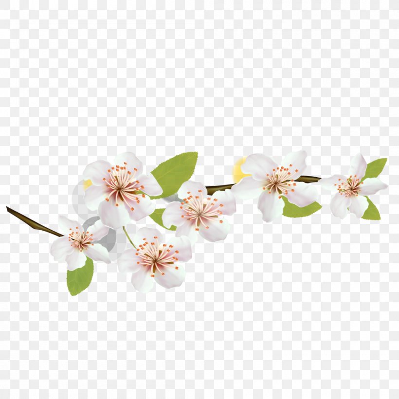 National Cherry Blossom Festival Flower Petal, PNG, 1000x1000px, Blossom, Branch, Cerasus, Cherry, Cherry Blossom Download Free