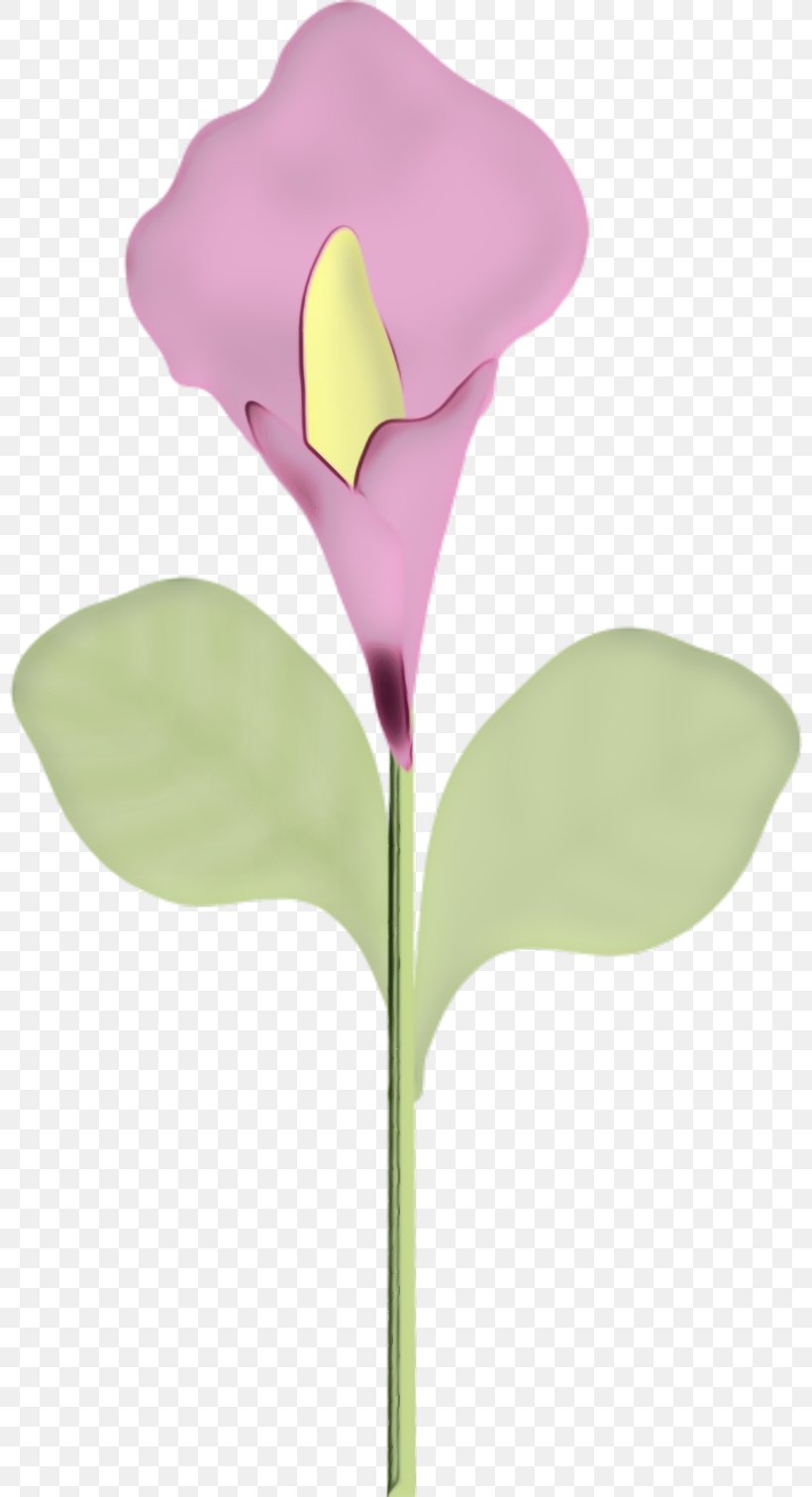 Arum Lilies Cut Flowers Moth Orchids Plant Stem, PNG, 800x1511px, Arum Lilies, Alismatales, Anthurium, Artificial Flower, Arum Download Free