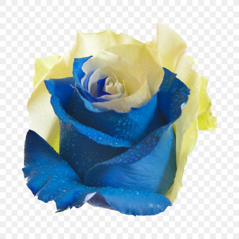 Blue Rose Garden Roses Flower Centifolia Roses, PNG, 1417x1417px, Blue Rose, Azure, Blue, Centifolia Roses, Color Download Free