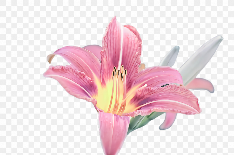 Flower Lily Pink Petal Plant, PNG, 2448x1632px, Flower, Amaryllis Belladonna, Cut Flowers, Lily, Lily Family Download Free