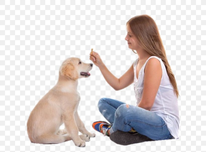 Labrador Retriever Your Puppy Dog Training Obedience Training, PNG, 800x605px, Labrador Retriever, Bark, Biting, Carnivoran, Clicker Download Free