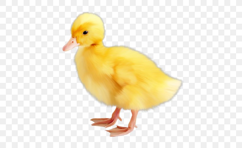 Clip Art, PNG, 500x500px, Computer, Beak, Bird, Duck, Ducks Geese And Swans Download Free