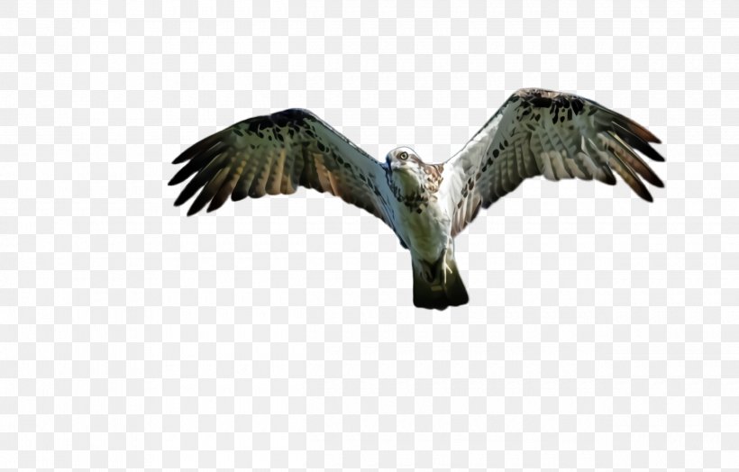 Flying Bird Background, PNG, 2500x1600px, Flying Eagle, Accipitridae, Bald Eagle, Beak, Bird Download Free