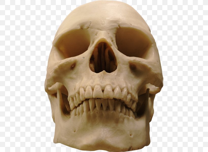 Human Skull Human Skeleton Homo Sapiens, PNG, 469x600px, Skull, Anatomy, Bone, Brain, Face Download Free