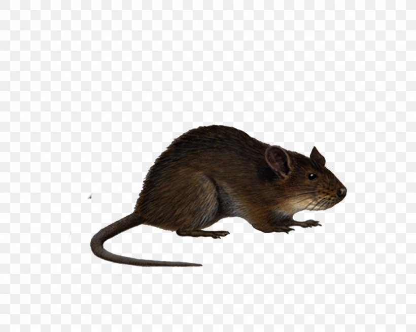 Mouse Black Rat Clip Art, PNG, 1024x819px, Mouse, Animation, Bbcode, Black Rat, Degu Download Free
