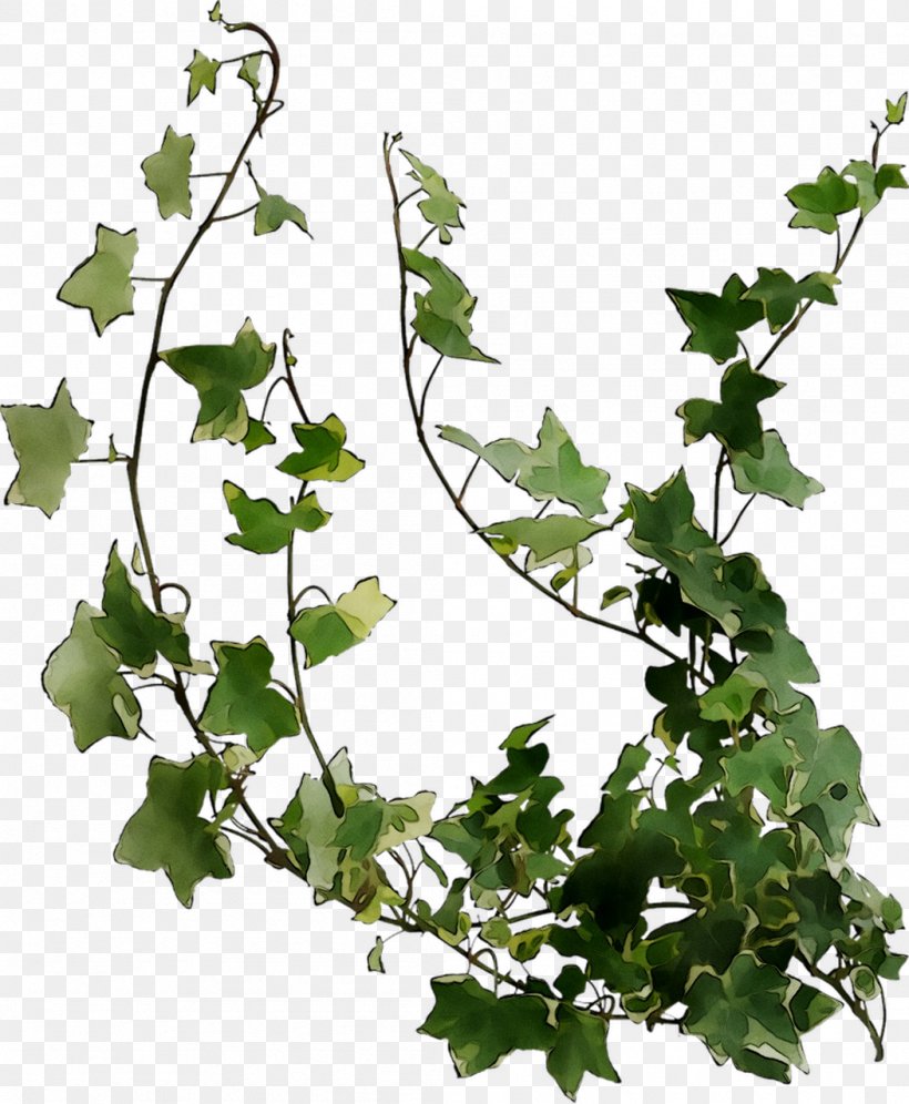 Plant Stem Grape Leaf Twig Plane Trees, PNG, 1051x1277px, Plant Stem, Branch, Flower, Flowering Plant, Grape Download Free