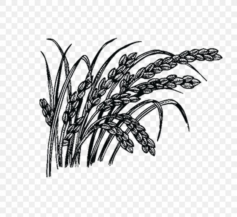 Rice Five Grains Cereal, PNG, 2549x2343px, Rice, Black And White, Cereal, Color, Drawing Download Free
