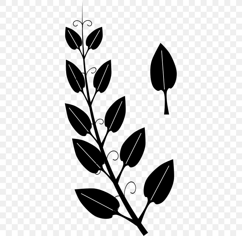 Vine Tendril Leaf Ivy Clip Art, PNG, 379x800px, Vine, Black, Black And White, Branch, Drawing Download Free