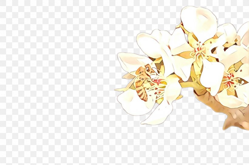 White Flower Blossom Plant Petal, PNG, 2000x1332px, White, Blossom, Branch, Flower, Petal Download Free