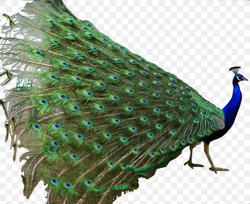 Asiatic Peafowl Indian Roller Bird Green Peafowl, PNG, 1280x1047px, Asiatic Peafowl, Beak, Bird, Fauna, Feather Download Free