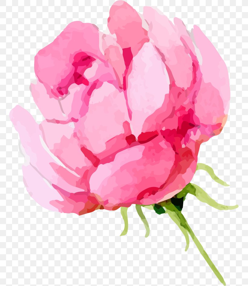 Clip Art Peony Transparency Image, PNG, 759x945px, Peony, Botany, Chinese Peony, Common Peony, Cut Flowers Download Free