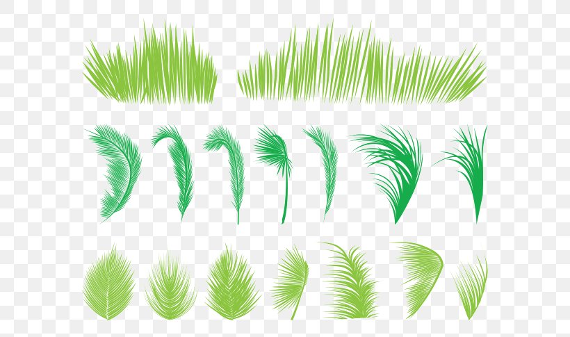 Leaf Arecaceae Palm Branch Tree, PNG, 649x485px, Leaf, Arecaceae, Arecales, Chamaedorea Cataractarum, Drawing Download Free