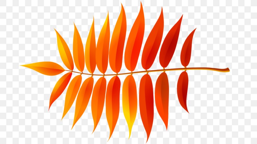 Line Orange S.A., PNG, 700x460px, Orange Sa, Flower, Leaf, Orange, Petal Download Free