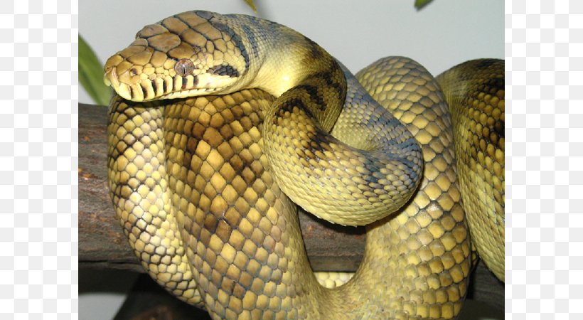 Venomous Snake Amethystine Python Reptile Ball Python, PNG, 800x450px, Snake, Amethystine Python, Ball Python, Constriction, Cryptocurrency Download Free
