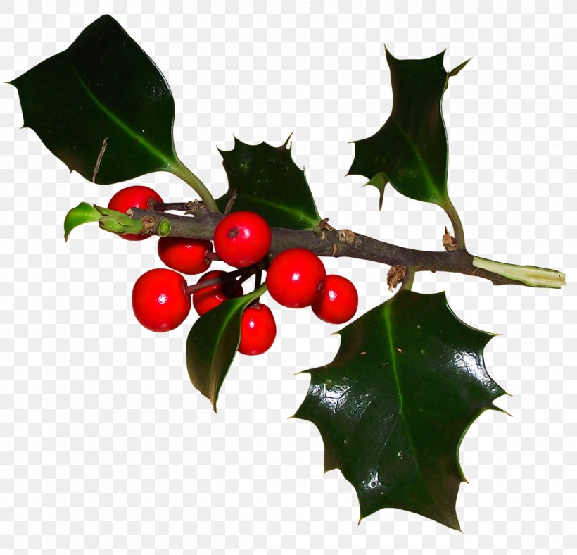 Common Holly Ilex Crenata Aquifoliales Christmas Magnolia, PNG, 2626x2526px, Common Holly, Aquifoliaceae, Aquifoliales, Branch, Christmas Download Free