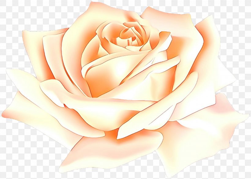 Garden Roses, PNG, 3000x2133px, Cartoon, Floribunda, Flower, Garden Roses, Hybrid Tea Rose Download Free