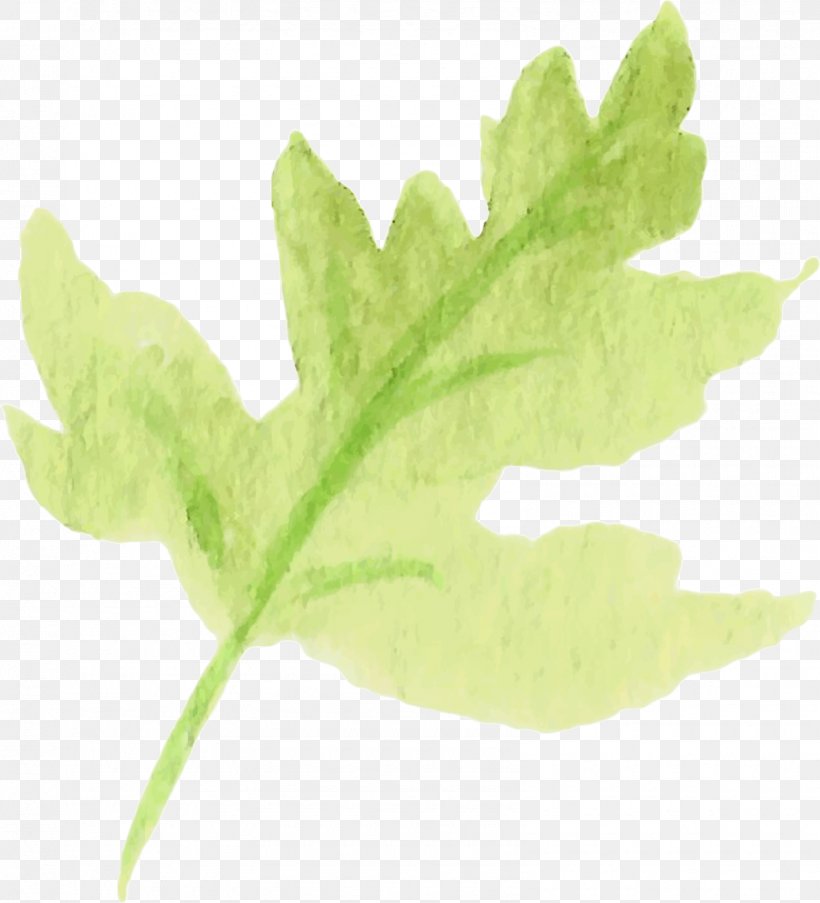 Leaf Vegetable Plant Stem Tree, PNG, 1595x1757px, Leaf, Leaf Vegetable, Organism, Plant, Plant Stem Download Free