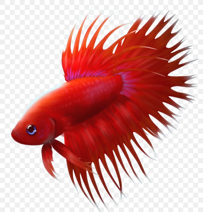 Siamese Fighting Fish Fin, PNG, 800x858px, Siamese Fighting Fish, Animation, Black Swallower, Cartoon, Close Up Download Free
