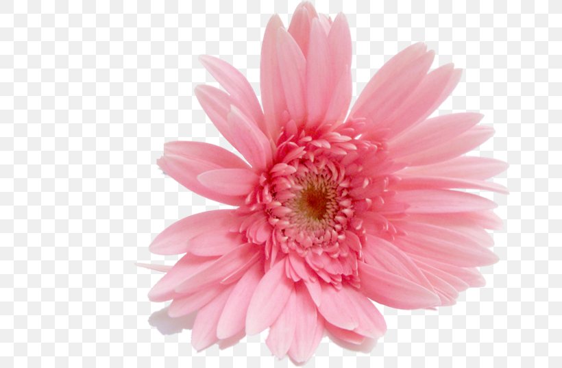 Transvaal Daisy Cut Flowers Stock Photography Rose, PNG, 670x537px, Transvaal Daisy, Annual Plant, Aster, Chrysanthemum, Chrysanths Download Free
