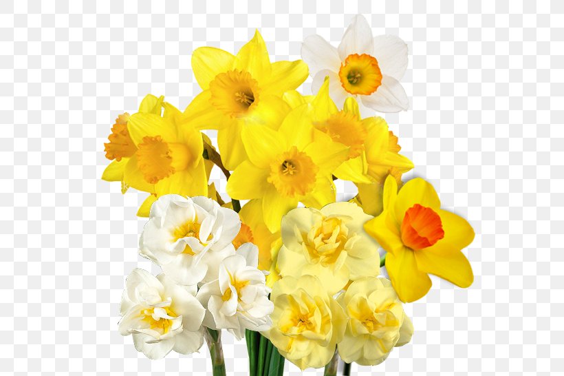 Wedding Invitation Bulb Birth Flower Wild Daffodil, PNG, 656x546px, Wedding Invitation, Amaryllidaceae, Amaryllis Family, Birth Flower, Botany Download Free