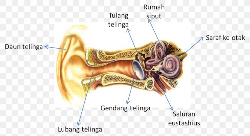 Hearing Sense Homo Sapiens Sensory Nervous System, PNG, 965x525px, Watercolor, Cartoon, Flower, Frame, Heart Download Free